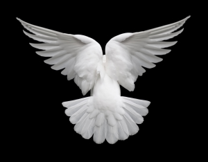 dove
