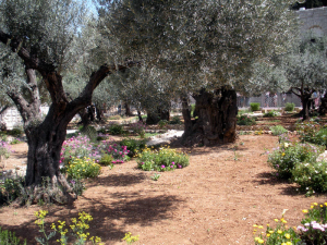 jerusalemmtolivesgethsemenee