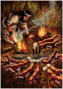 samson-and-the-foxes-1